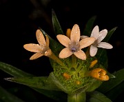 Collomia grandiflora - Large Flowered Collomia 17-8143